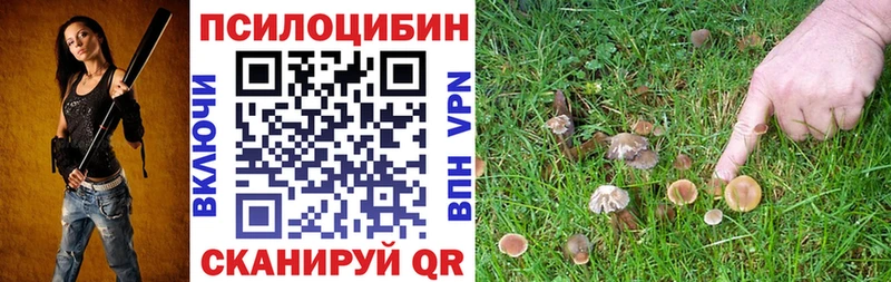 Псилоцибиновые грибы Cubensis Щёкино